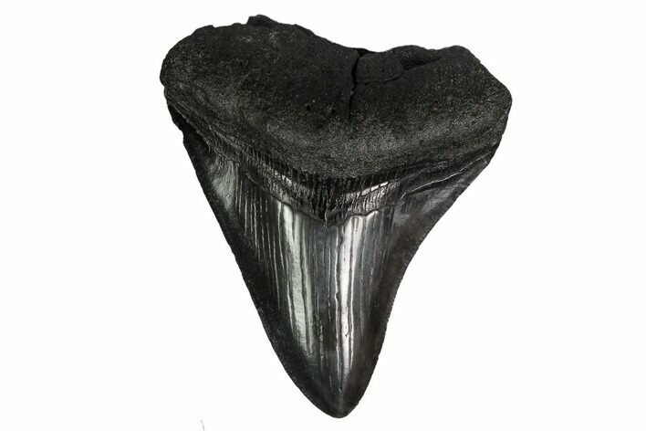Fossil Megalodon Tooth - South Carolina #170473